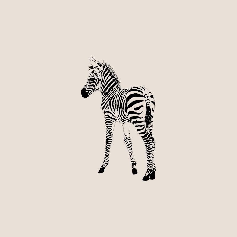 [SA-678] Zebra Foal Sketch Stock Art*