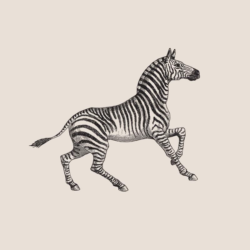 [SA-679] Vintage Zebra Sketch Stock Art*