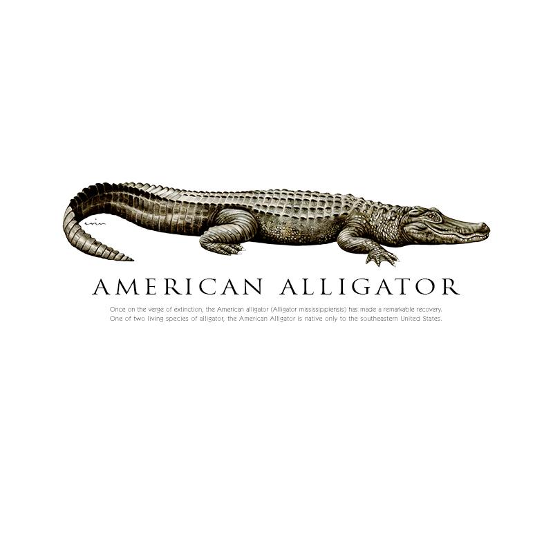 [SA-700] American Alligator Stock Art