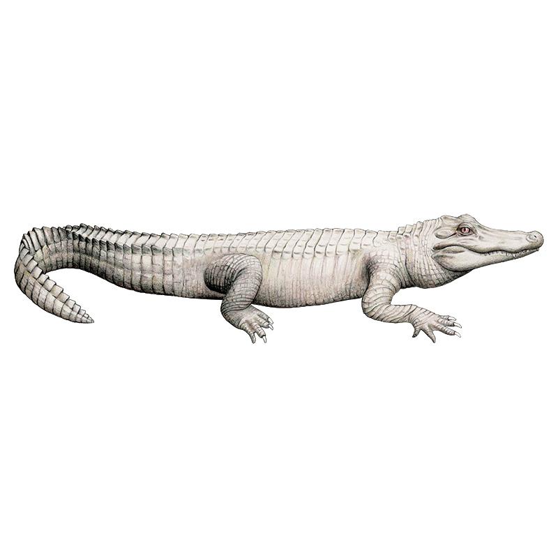 [SA-701] American White Alligator 1 Stock Art