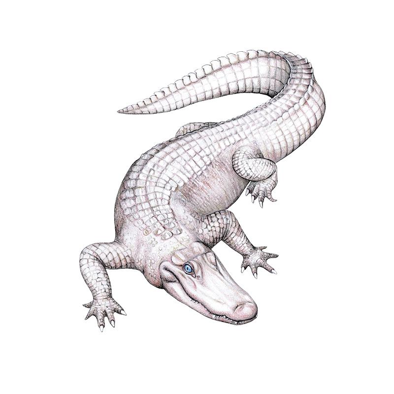 [SA-702] American White Alligator 2 Stock Art