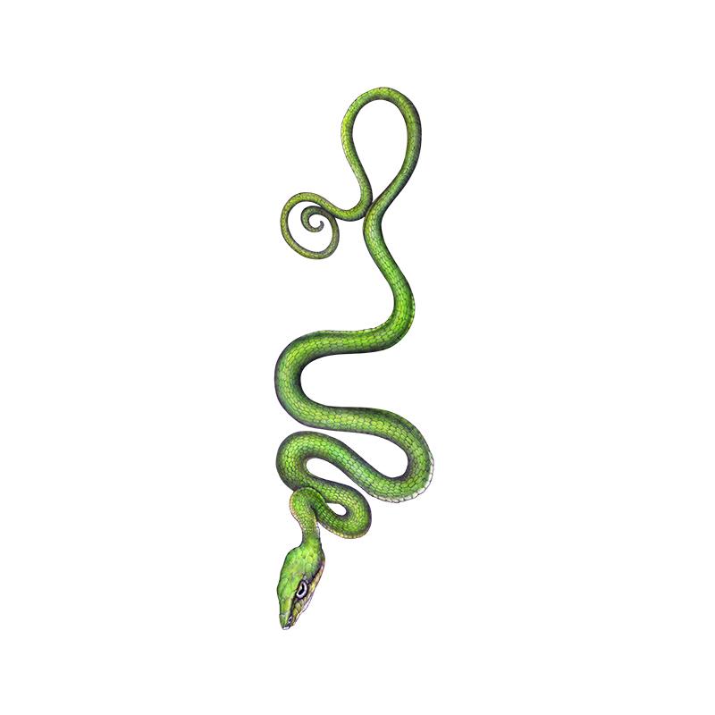 [SA-710] Vine Snake Stock Art