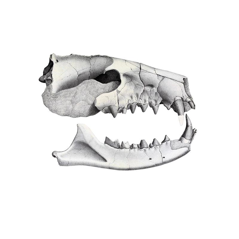 [SA-752] Vintage T Rex Skull Stock Art*