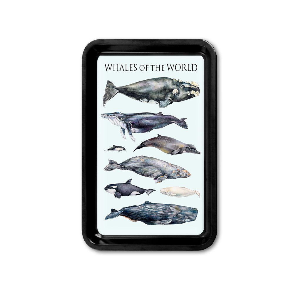[TRYR-080] Whales of the World Retro Tray